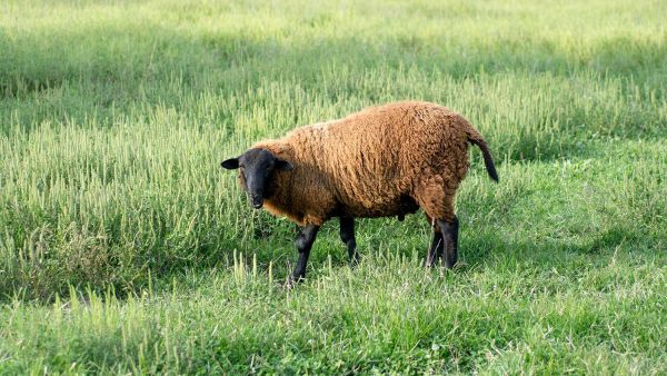 finnlamb-emo-adobe-stock